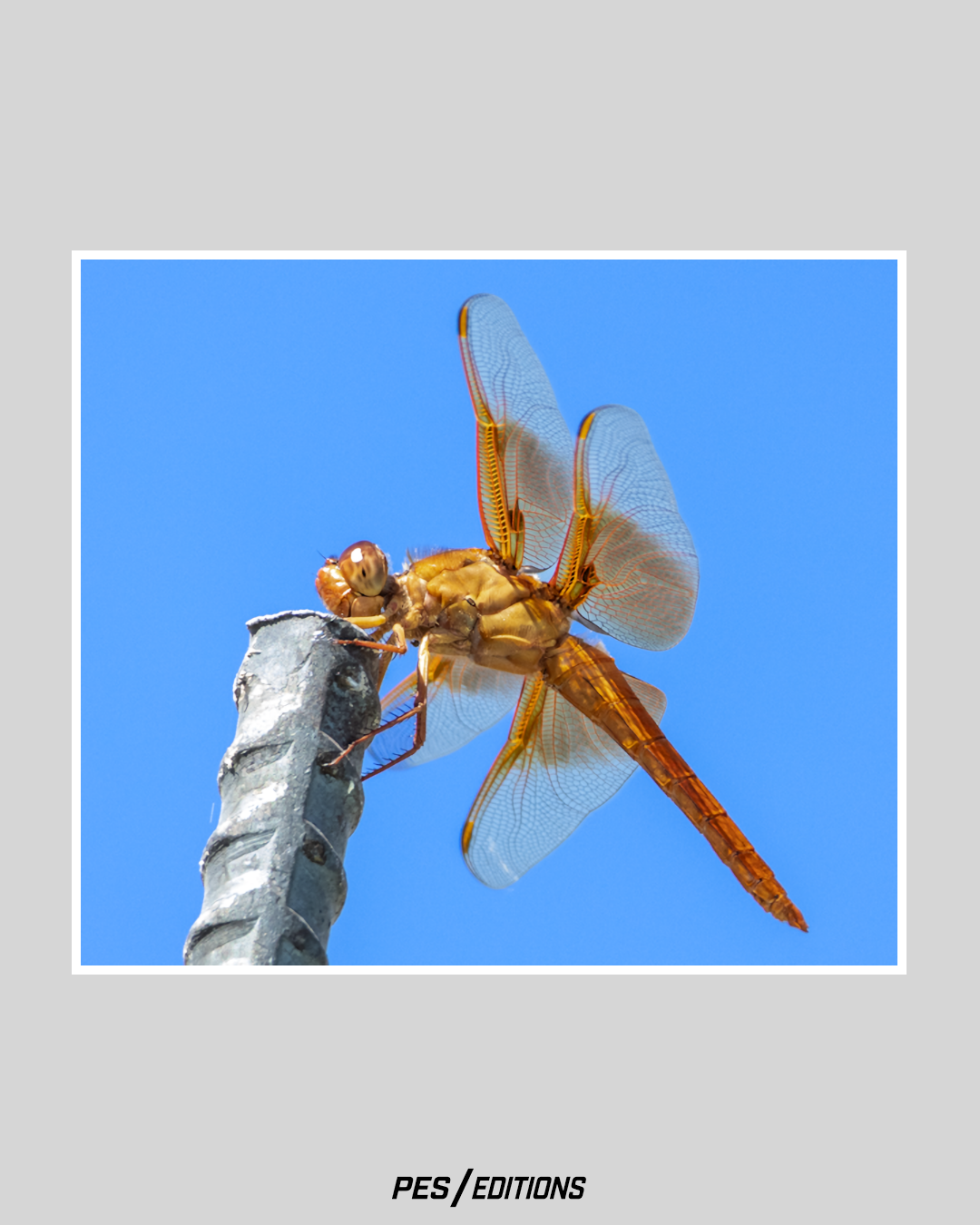 Close-up of a vibrant golden-orange dragonfly perched on the tip of a grey metal rebar, displaying intricate translucent wings against a clear bright blue sky.