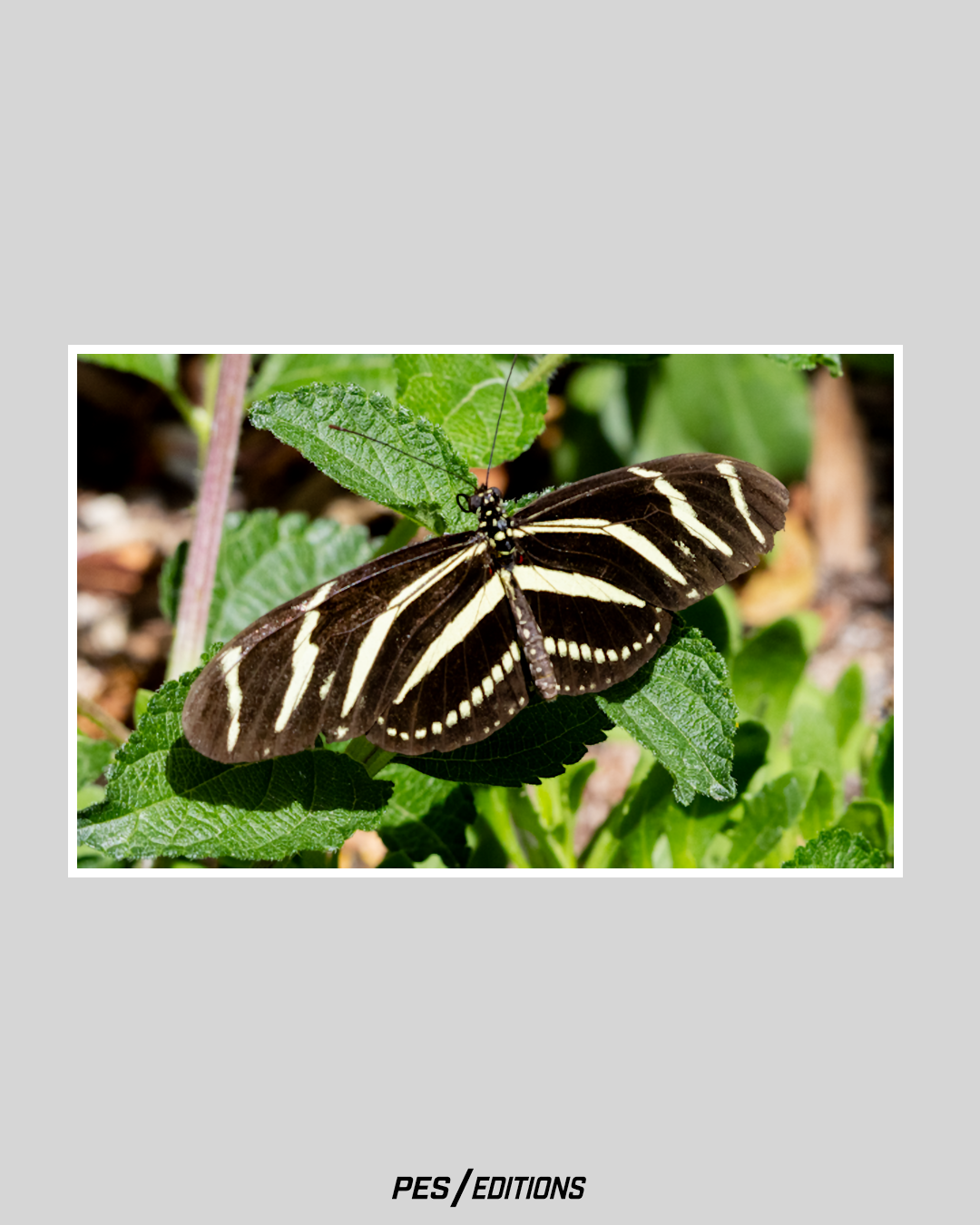 Zebra Longwing butterfly perched on sunlit green foliage, displaying elongated black wings with distinctive pale yellow stripes.