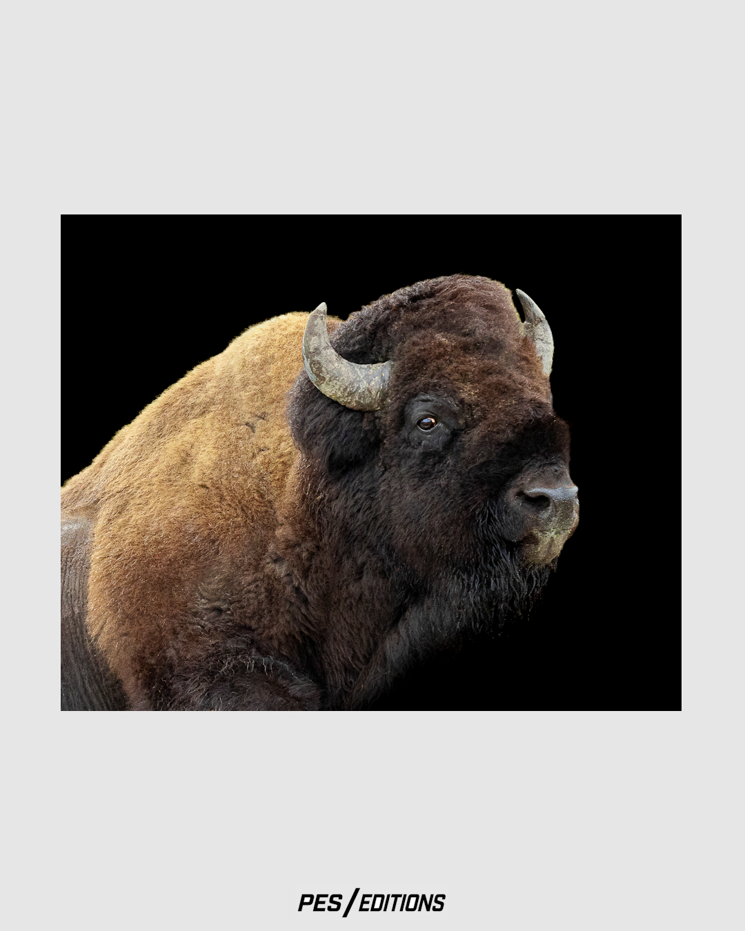Fine art portrait of a mature American bison showing dense woolly shoulder fur, weathered curved horn, and keen eye isolated against a solid black background.