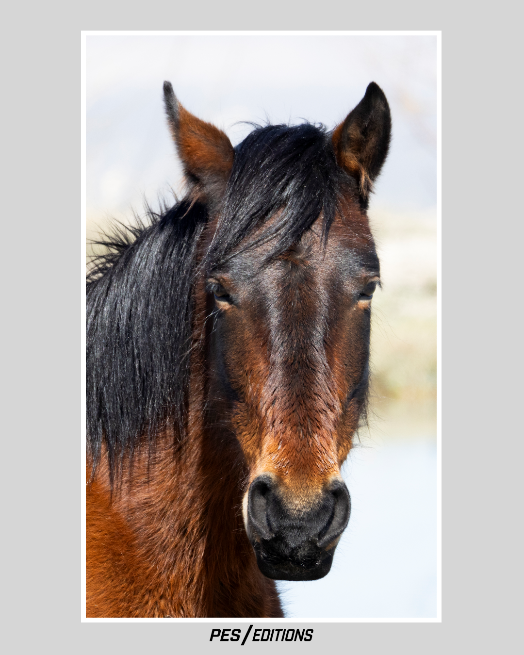 A detailed, close-up portrait of a dark bay Nevada wild Mustang's head. The image emphasizes the weathered texture of its coat, the wild tangle of its black mane, and the resilience in its deep brown eyes.