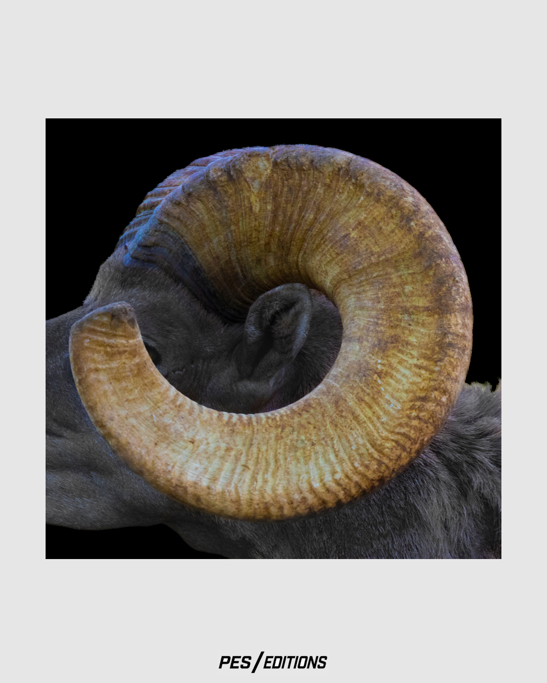 Macro close-up photograph of a desert bighorn sheep ram's golden curved horn against a dark black background, highlighting natural texture and spiral geometry.