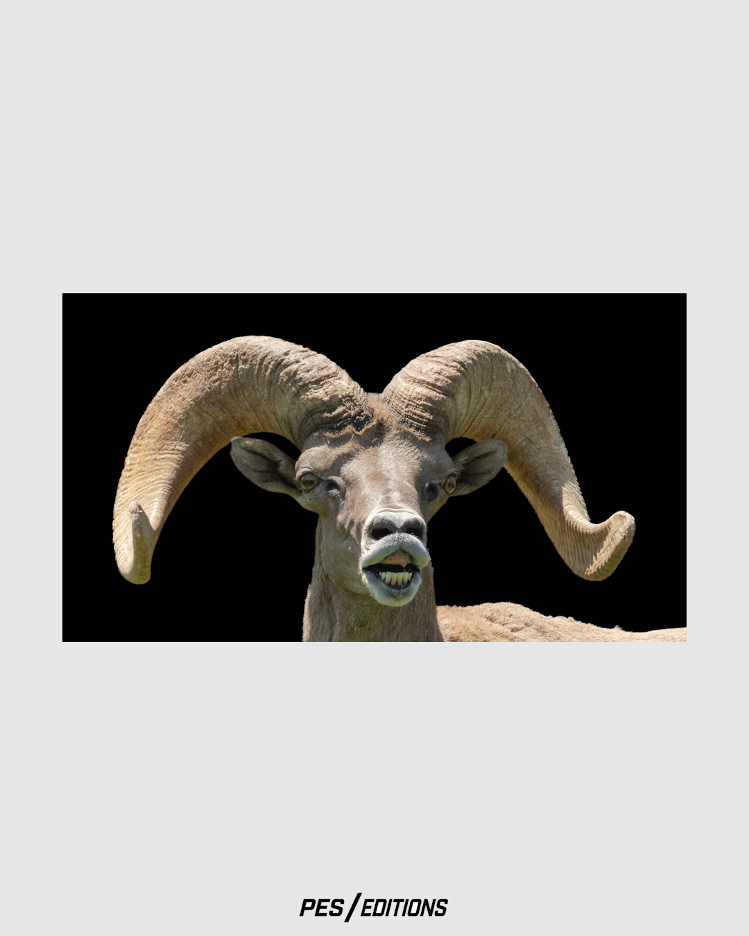 Frontal close-up photograph of a desert bighorn ram performing a Flehmen response with curled upper lip against a solid black background.