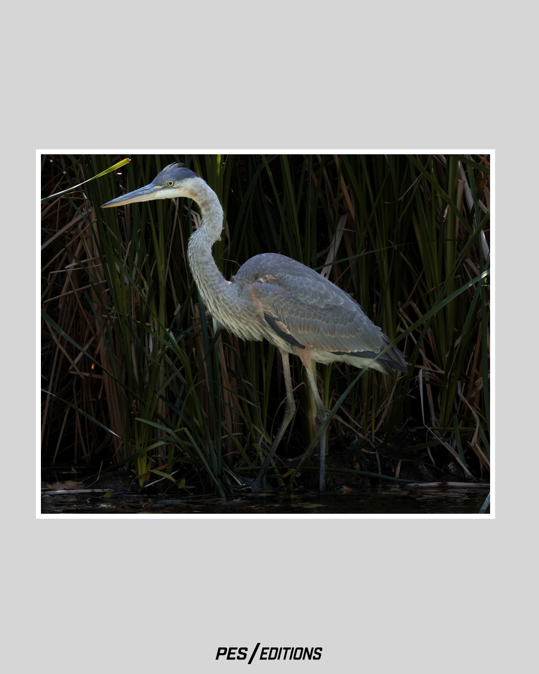 A framed fine art print, presented on a neutral grey background, featuring a profile photograph of a Great Blue Heron standing in dark wetland water. The heron is captured among tall green and brown reeds and bulrushes.