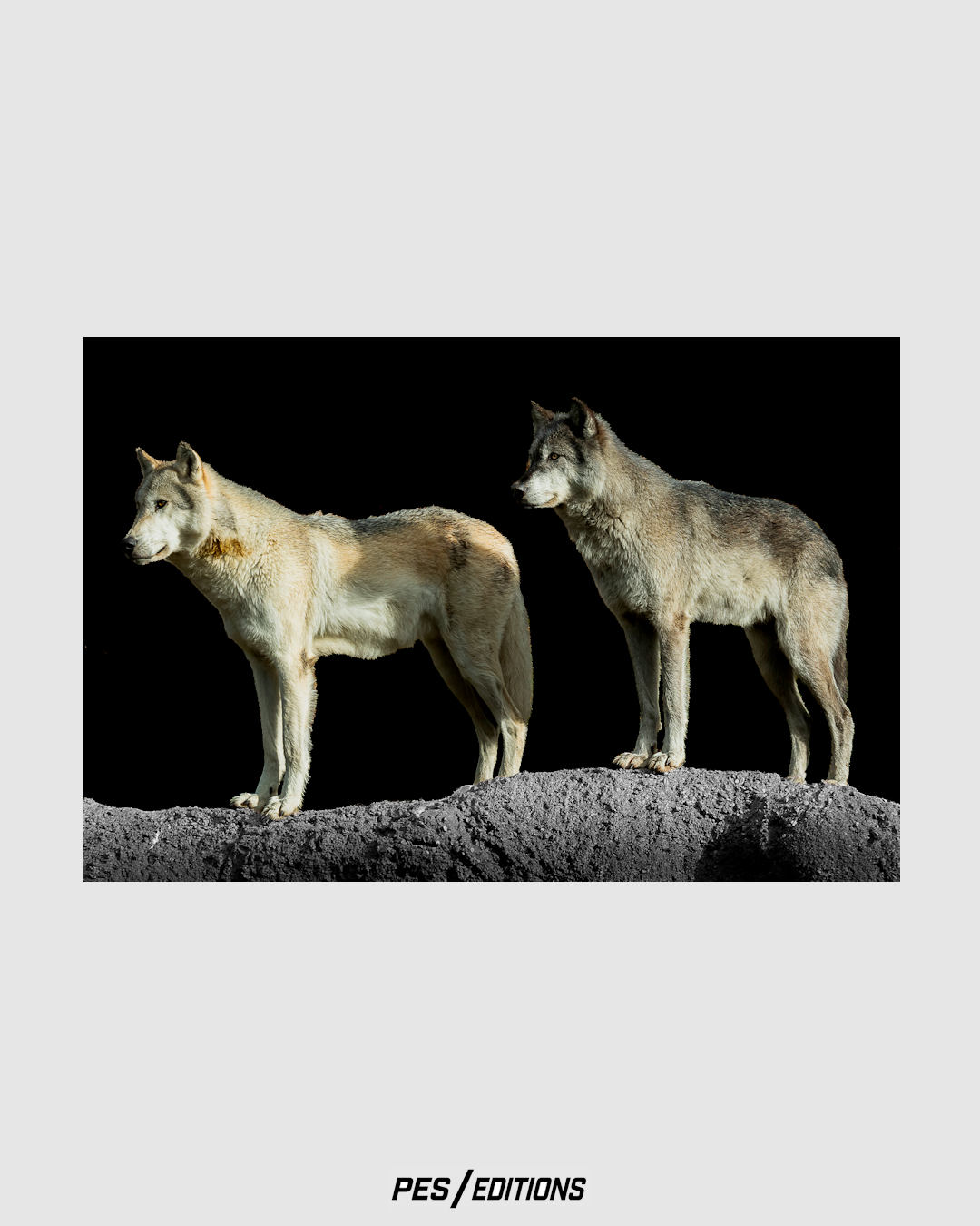 Fine art study of two gray wolves standing alert atop a rocky textured ridge against a deep black background, highlighting coat details and wild posture.