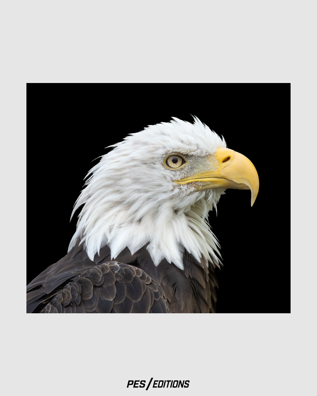 Fine art profile portrait of an American bald eagle showing detailed white head plumage, hooked yellow beak, and piercing golden eye isolated against a black background.