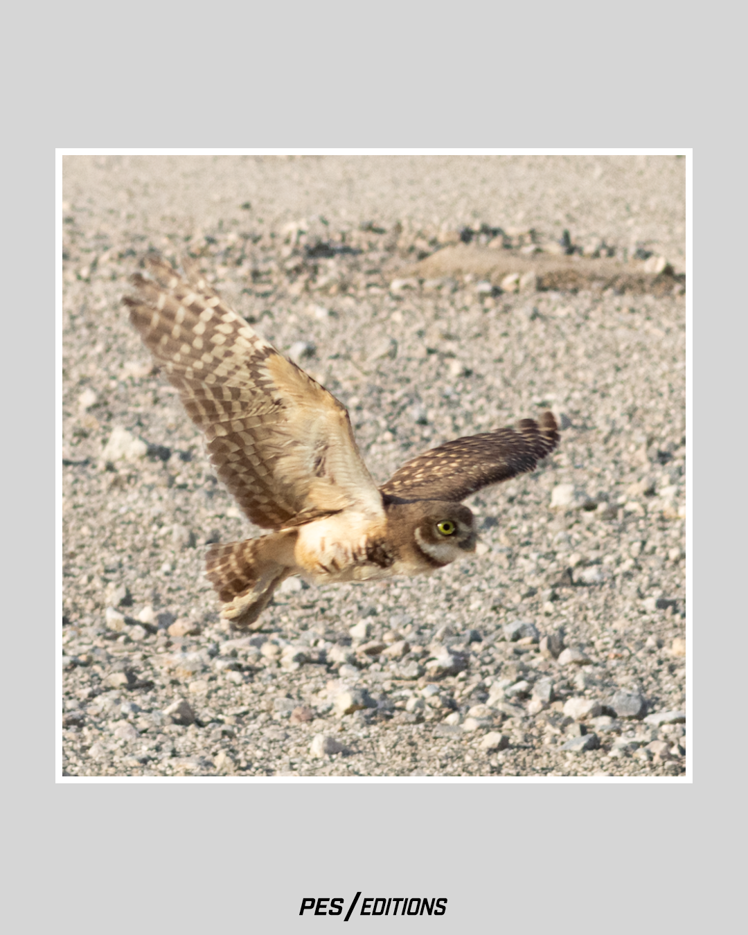 Burrowing Owl in mid-flight skimming low over a rocky gravel ground, with wings fully spread displaying brown and white spotted patterns.