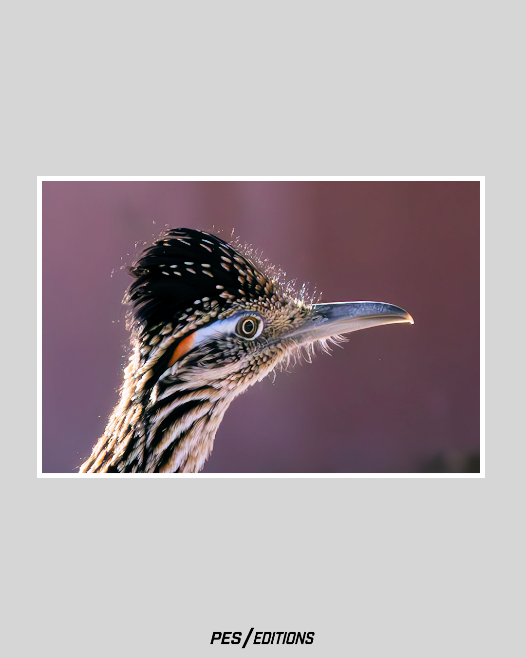 Close-up profile of a Greater Roadrunner’s head featuring a prominent black crest, streaked plumage, and a long beak, backlit against a soft, blurred purple background.