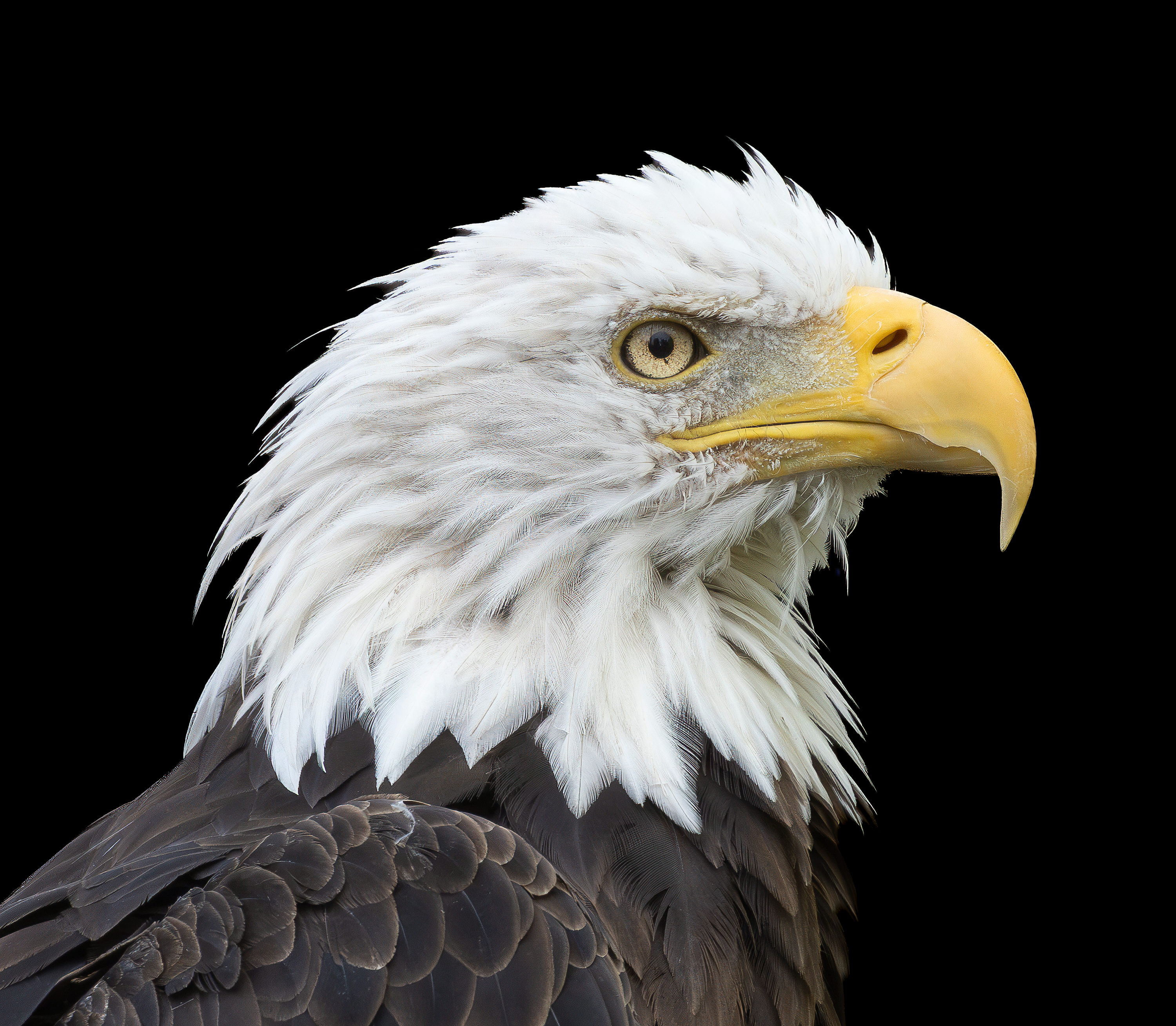 Profile portrait of an American bald eagle isolated against a black background